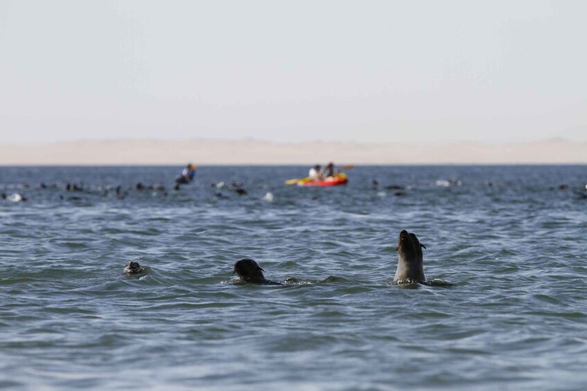 Picture 6 for Activity Pelican Point: Kayak with Seals Experience