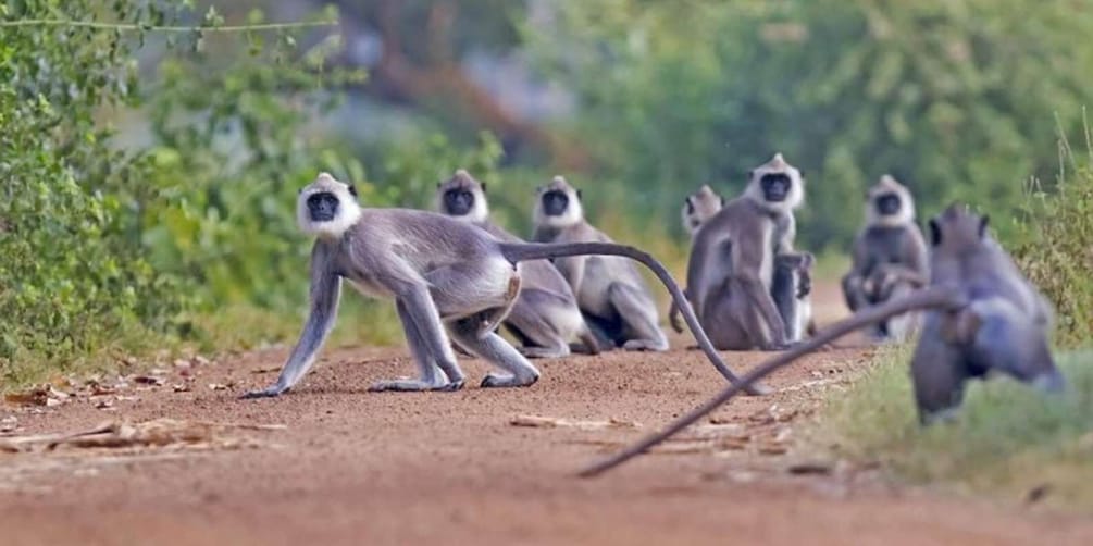 Picture 3 for Activity Wilpattu Wildlife Adventure: Day Safari with Picnic Meals