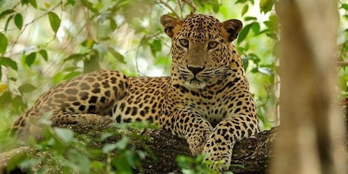Wilpattu Wildlife Adventure: Day Safari with Picnic Meals