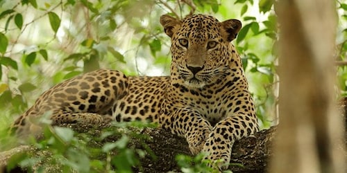 Exclusive : Wildlife Full Day Adventure in Wilpattu