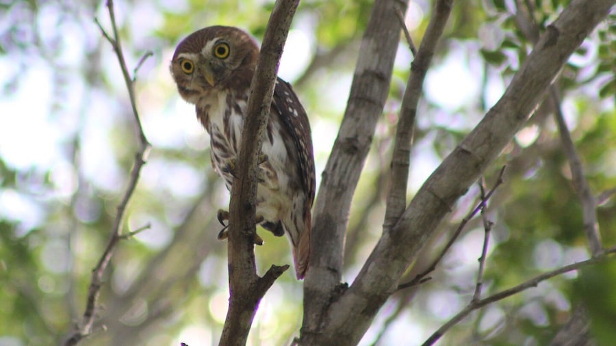 Tulum: Sian Ka'an Biosphere Reserve Guided Birdwatching Hike