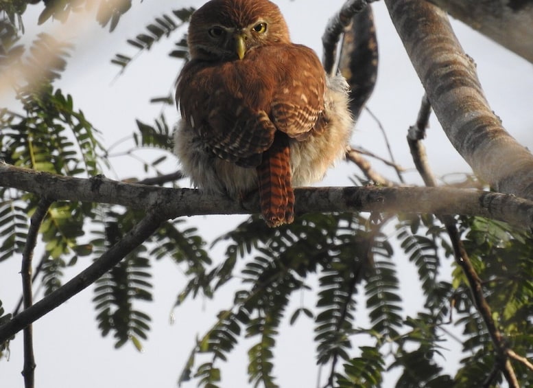 Picture 10 for Activity Tulum: Sian Ka'an Biosphere Reserve Guided Birdwatching Hike