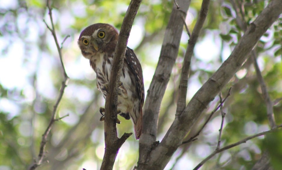 Tulum: Sian Ka'an Biosphere Reserve Guided Birdwatching Hike