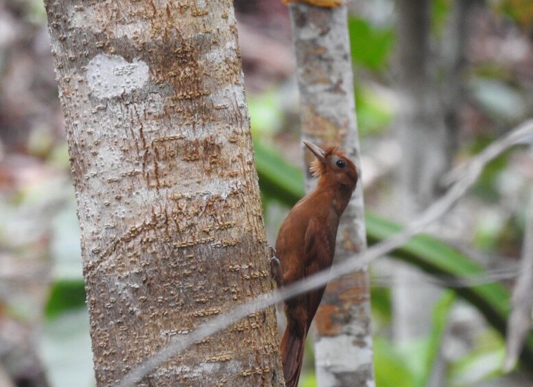 Picture 4 for Activity Tulum: Sian Ka'an Biosphere Reserve Guided Birdwatching Hike