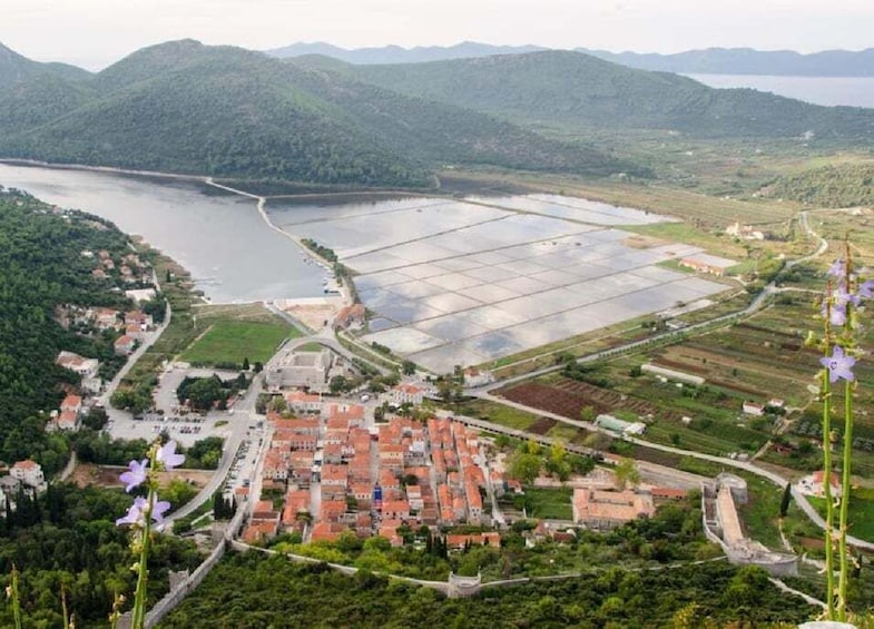 Wine & Oysters Tasting - Pelješac Peninsula