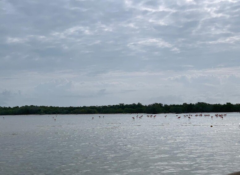 Picture 6 for Activity Holbox: Three Islands Tour