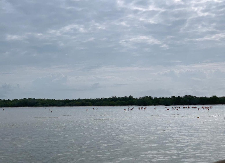 Picture 6 for Activity Holbox: Three Islands Tour