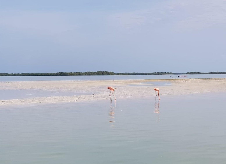 Picture 5 for Activity Holbox: Three Islands Tour
