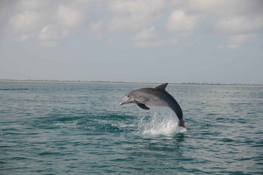Picture 1 for Activity Holbox: Three Islands Tour