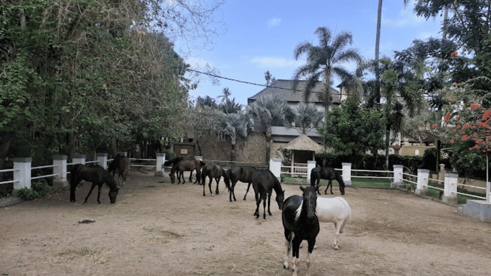 Picture 5 for Activity Ubud: 1 Hour Beach Horse Riding with Transfer