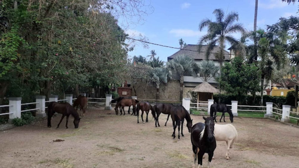 Picture 5 for Activity Ubud: 1 Hour Beach Horse Riding with Transfer