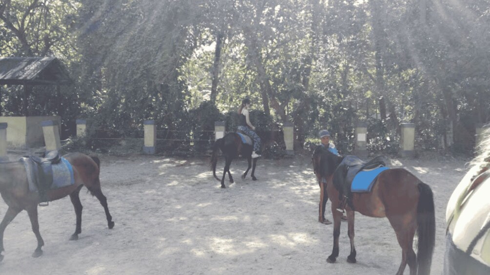 Picture 8 for Activity Ubud: 1 Hour Beach Horse Riding with Transfer