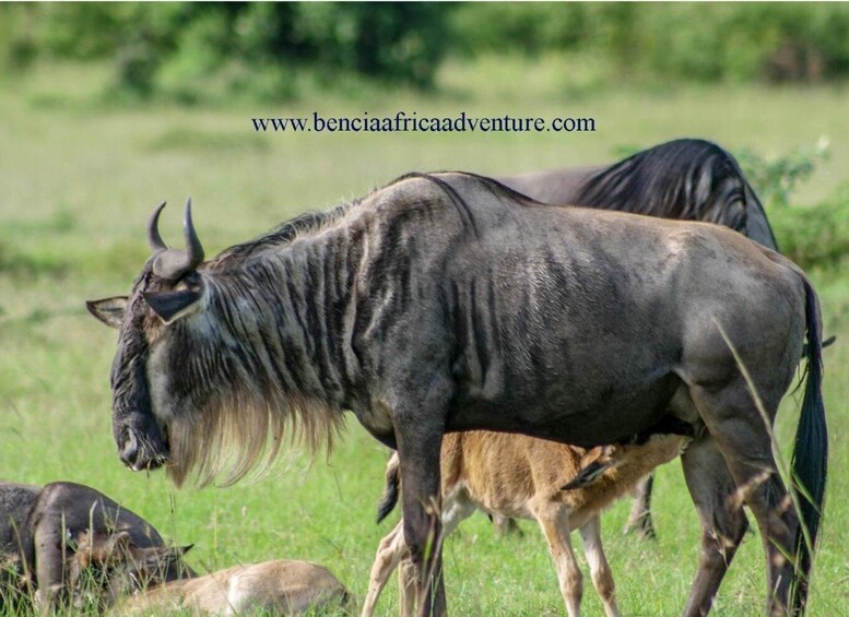 Picture 9 for Activity 5 Days Amboseli / Tsavo West & Tsavo East Safari