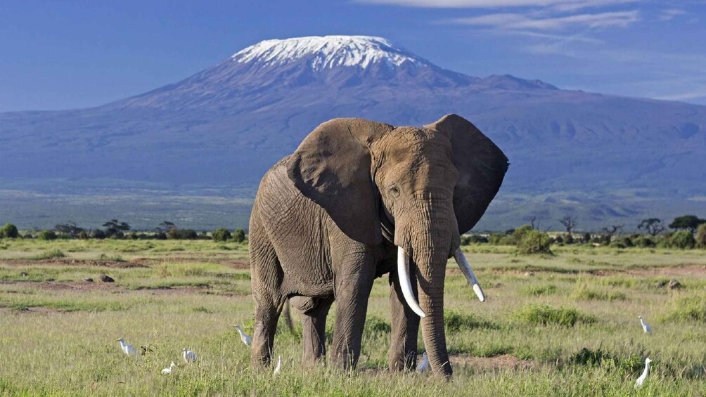 5 Days Amboseli / Tsavo West & Tsavo East Safari