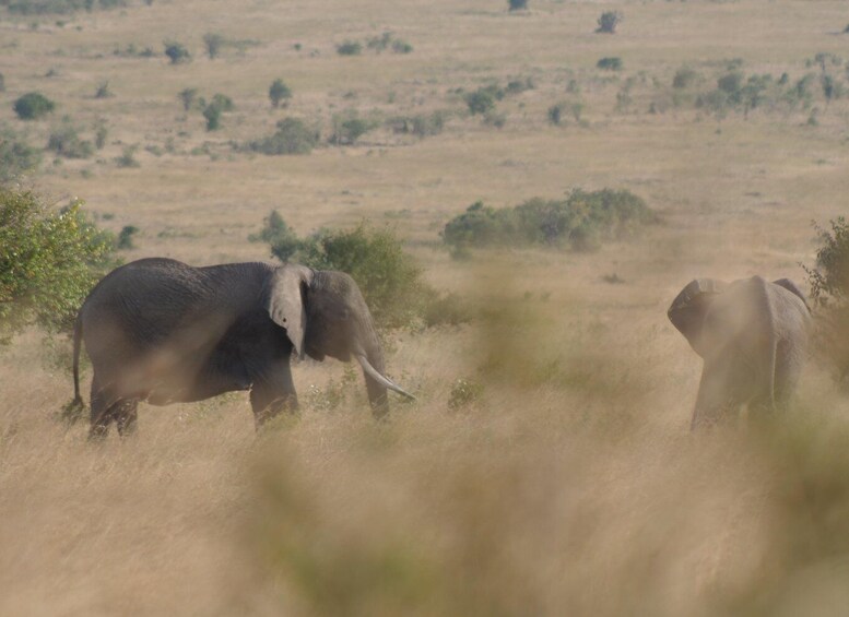 Picture 7 for Activity 5 Days Amboseli / Tsavo West & Tsavo East Safari