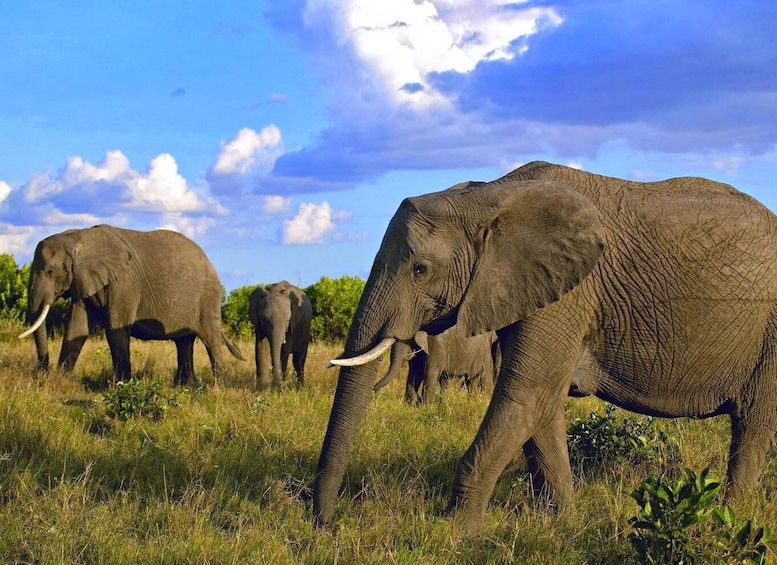 Picture 4 for Activity 5 Days Amboseli / Tsavo West & Tsavo East Safari