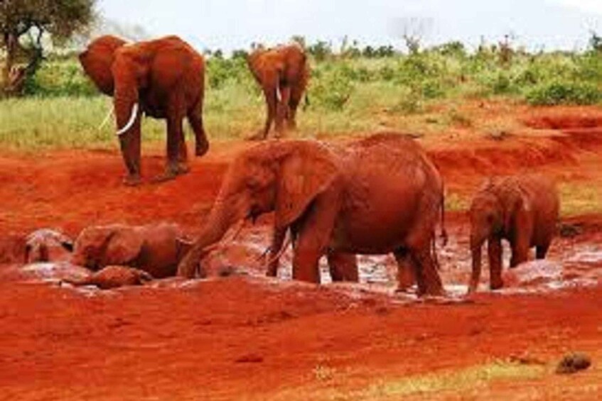 Picture 1 for Activity 5 Days Amboseli / Tsavo West & Tsavo East Safari