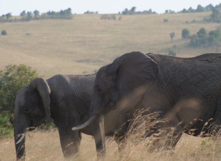 Picture 8 for Activity 5 Days Amboseli / Tsavo West & Tsavo East Safari