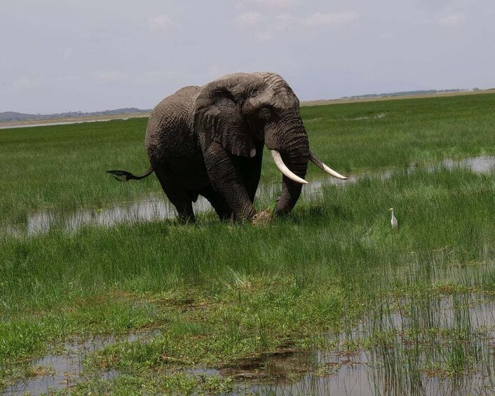 Picture 6 for Activity 5 Days Amboseli / Tsavo West & Tsavo East Safari