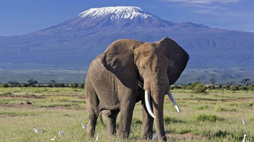 5 Days Amboseli / Tsavo West & Tsavo East Safari