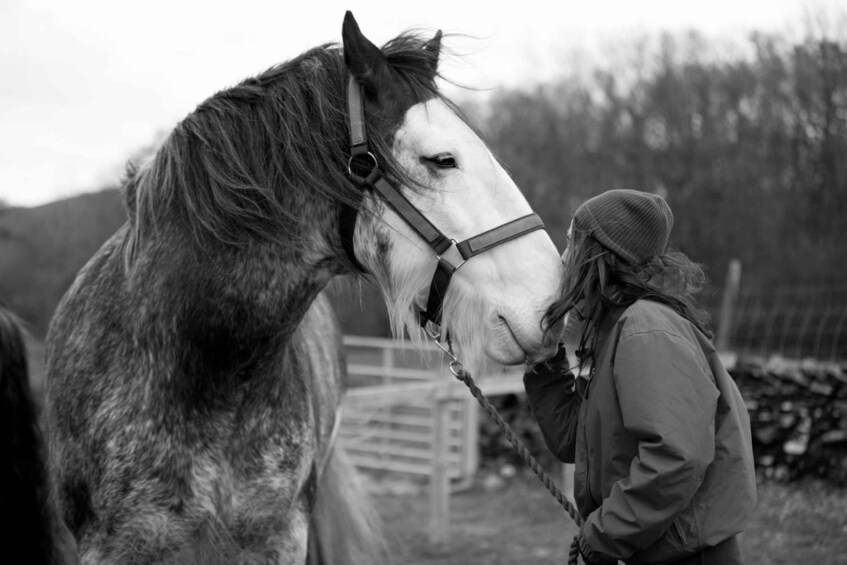 Picture 1 for Activity Meditate with horses Full circle experiences