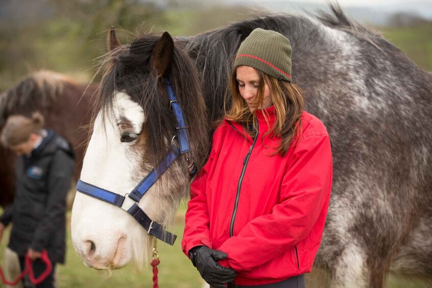 Picture 2 for Activity Meditate with horses Full circle experiences