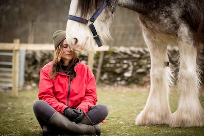 Meditate with horses Full circle experiences