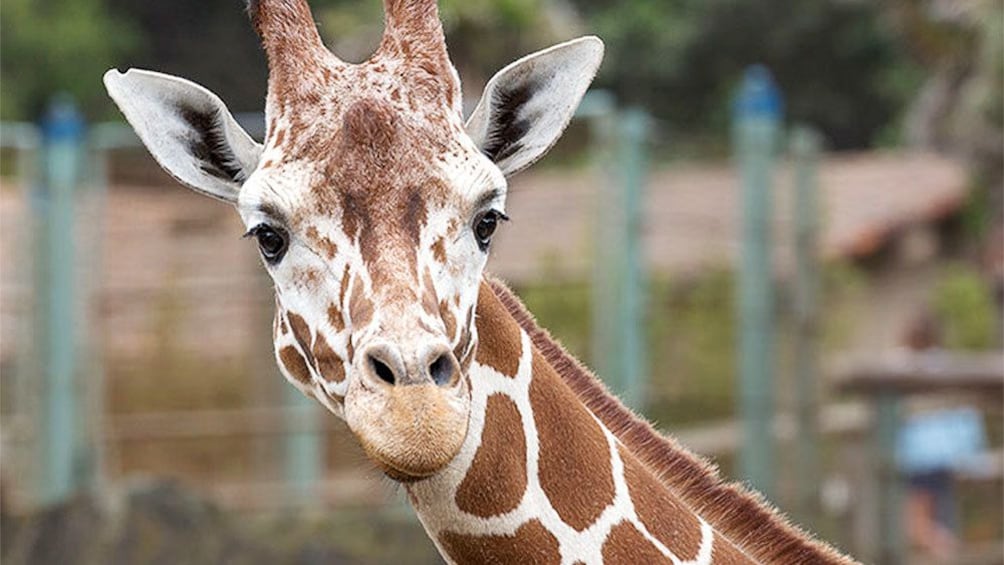Foto 1 von 5 laden Giraffe at the San Francisco Zoo