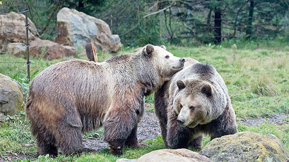 Foto 2 von 5 laden Bears at the San Francisco Zoo