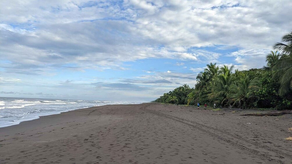 Picture 4 for Activity Tortuguero National Park: Best Things to Do in Tortuguero