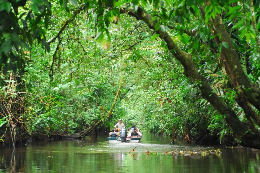 Picture 15 for Activity Tortuguero National Park: Best Things to Do in Tortuguero