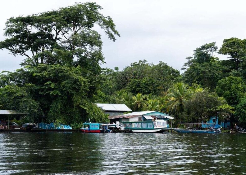 Picture 12 for Activity Tortuguero National Park: Best Things to Do in Tortuguero