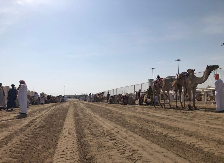 Picture 1 for Activity Doha Camel Racing Track: Oryx Farm & Sheikh Faisal Museum.