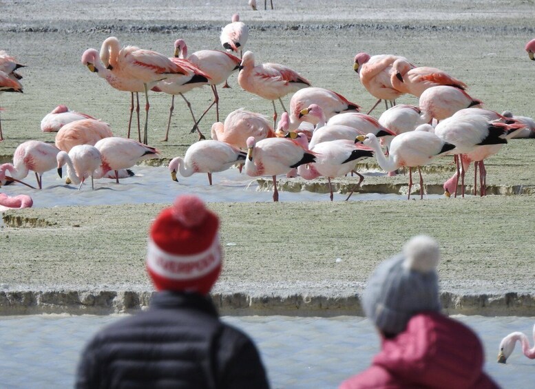 Picture 10 for Activity San Pedro de Atacama: Uyuni Salt Flats 4-Day Tour