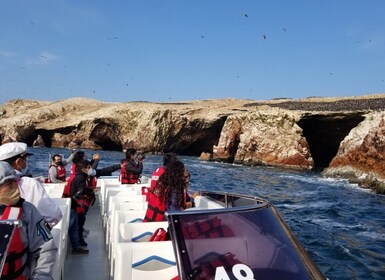Depuis Lima : Île Ballestas et Réserve Paracas privée excursion
