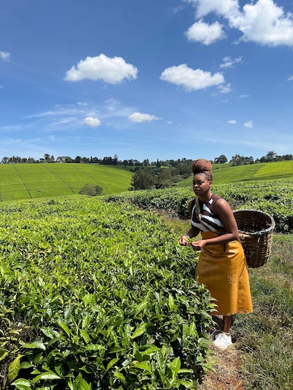 Picture 10 for Activity Tea Farm Experience at Riara Tea Farm And Factory Tour