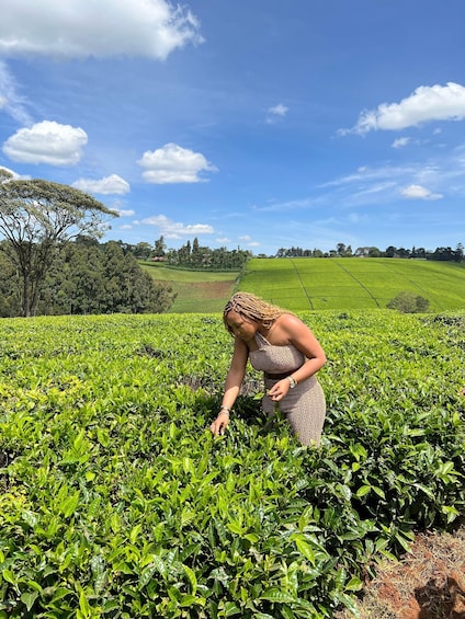 Picture 8 for Activity Tea Farm Experience at Riara Tea Farm And Factory Tour