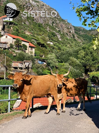 Picture 2 for Activity Hiking in the "Mini Tibet" of Portugal