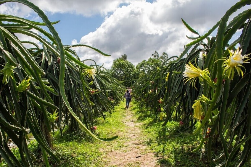 Mekong Delta Full Day Exploration My Tho Ben Tre Pagoda Visit Boat Cruises