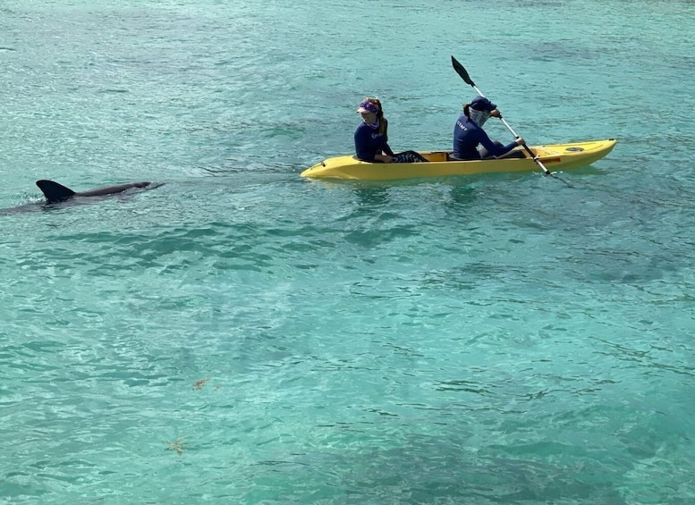 Picture 2 for Activity St. Thomas: Guided Kayak Tour with Dolphin Sighting