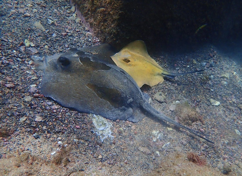 Picture 1 for Activity Diving at Lanzarote - 2 guided dives for certified divers