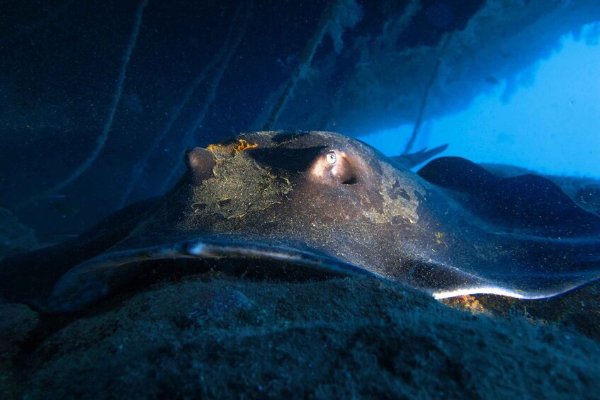 Picture 8 for Activity Diving at Lanzarote - 2 guided dives for certified divers