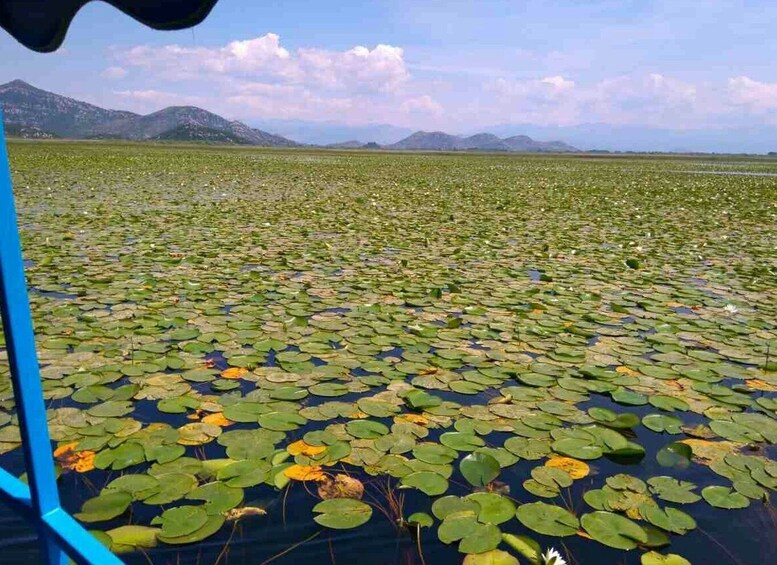 Picture 1 for Activity Kotor: Skadar Lake National Park with Wine Tasting