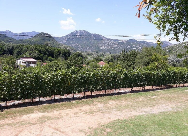 Picture 5 for Activity Kotor: Skadar Lake National Park with Wine Tasting