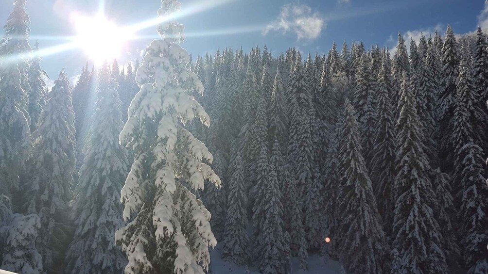 Picture 4 for Activity From Smolyan: Private Buggy Ride in Pamporovo Ski Resort