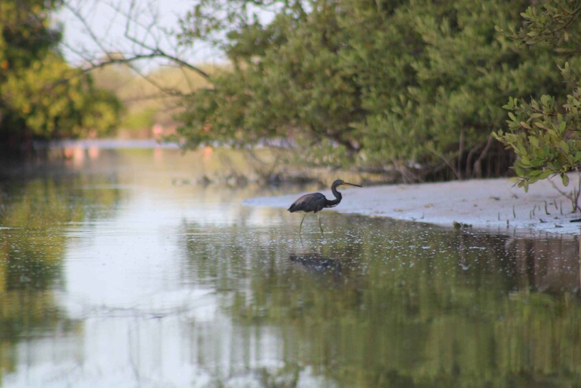 Picture 1 for Activity Holbox: Guided Sunrise Kayak Tour through Mangrove Reserve