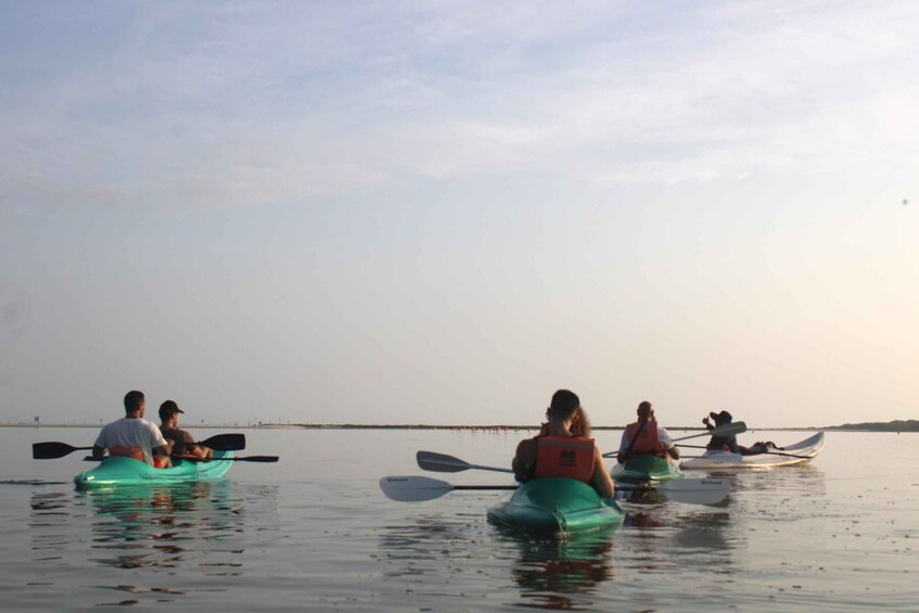 Picture 3 for Activity Holbox: Guided Sunrise Kayak Tour through Mangrove Reserve