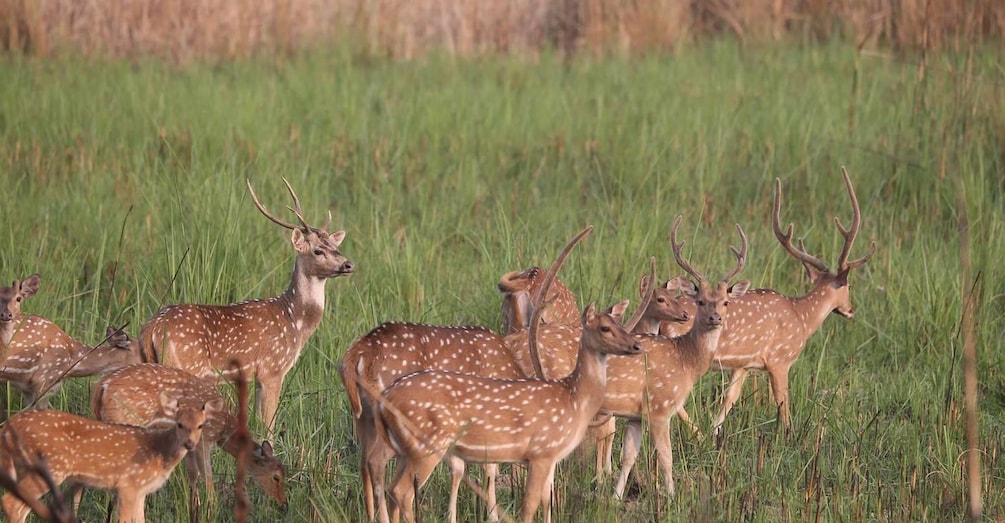 Picture 1 for Activity Chitwan Tower Night Stay, The best Chitwan Safari Experience