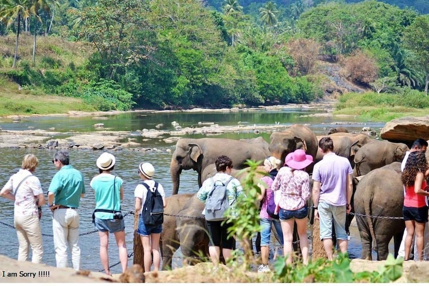 Picture 4 for Activity Explore Kandy, Pinnawala, and Tea Plantation from Kandy