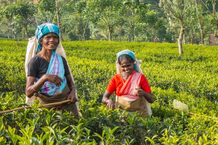 Picture 9 for Activity Explore Kandy, Pinnawala, and Tea Plantation from Kandy